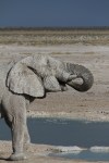 IMG_1212 Etosha