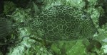 Honeycomb Cowfish – Little&nbsp;Caymaned