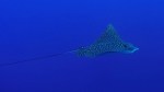 Eagle Ray 3ed