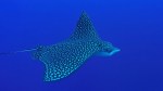 Eagle Ray 5ed